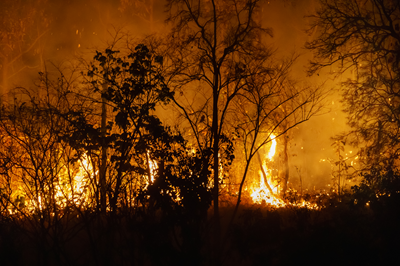 Auxiliar florestal será indenizado após atuar no combate a incêndios sem proteção adequada